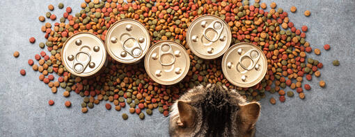 Gato atigrado frente a varias latas de comida húmeda y pienso seco para gatos.