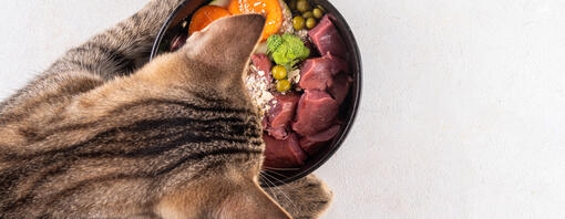 Gato atigrado junto a un cuenco de comida casera con carne, zanahoria, brócoli y guisantes.