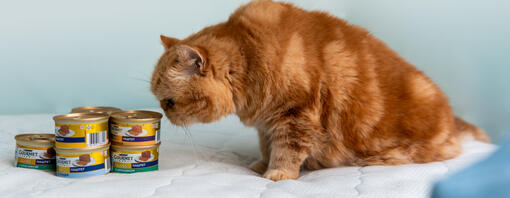 Gato naranja observando varias latas de comida húmeda Purina Gourmet Gold.