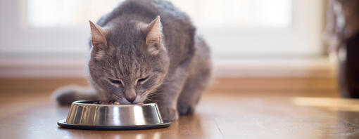 Gato gris atigrado comiendo de un cuenco metálico en el suelo.