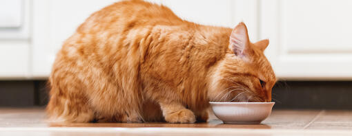 Gato naranja de pelo largo comiendo de un cuenco blanco en el suelo.