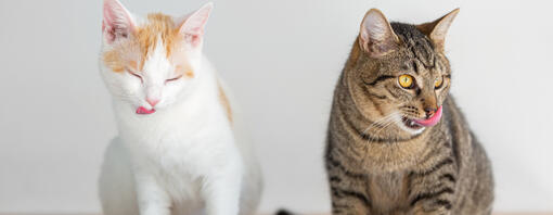 Dos gatos, uno blanco y naranja y otro atigrado, lamiéndose el hocico junto a sus comederos metálicos.