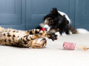 Gatito atigrado jugando con juguete