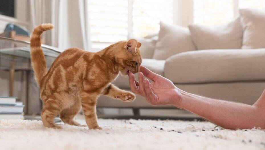 Cat Hairballs What You Should Know1 Gato de color naranja jugando con el dueño