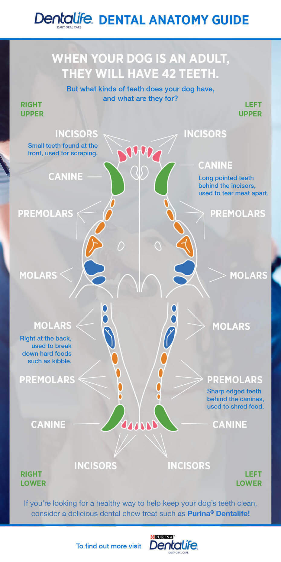 Dog Dental Chart Tabla dental para perros