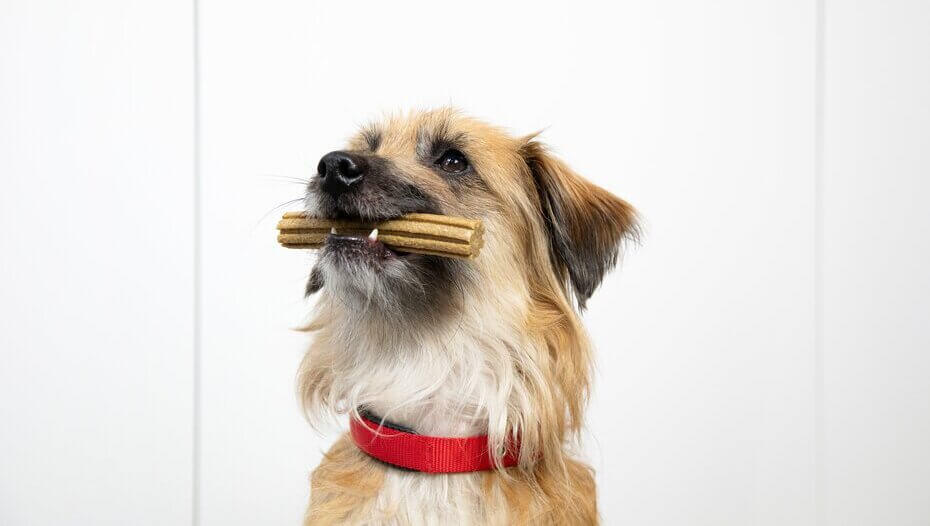Brown dog sitting with a Dentalife stick in it's mouth Perro marrón sentado con un stick Dentalife en la boca
