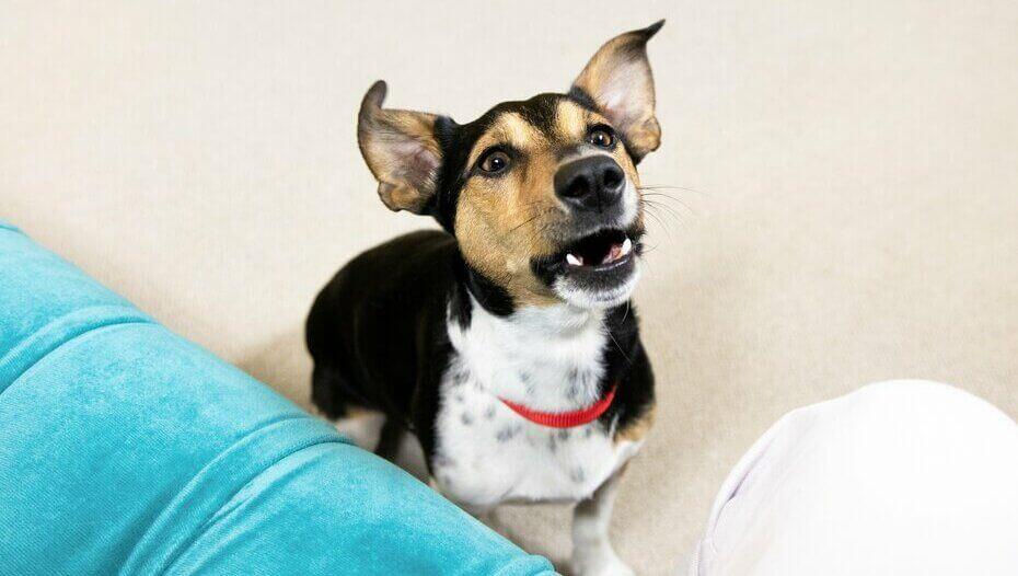 Gum Disease in Dogs 1 Jack Russell Terrier con collar rojo y boca abierta