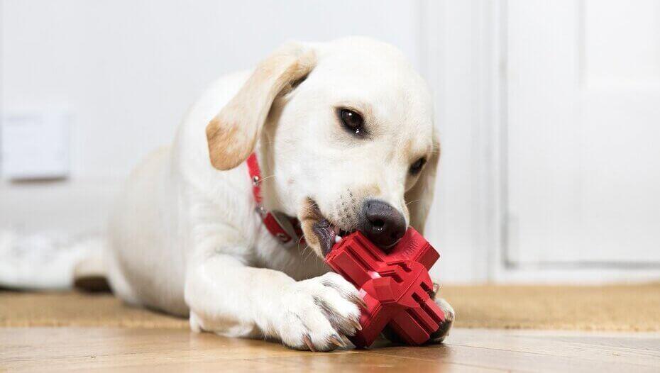 What Can Dogs Chew On1 Cacahorro Golden Retriever jugando con un juguete rojo
