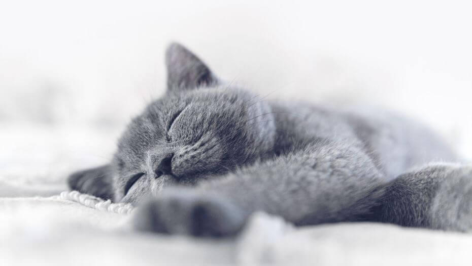 Why-Do-Cats-Sleep-So-Much1 Gato Británico gris de pelo corto durmiendo