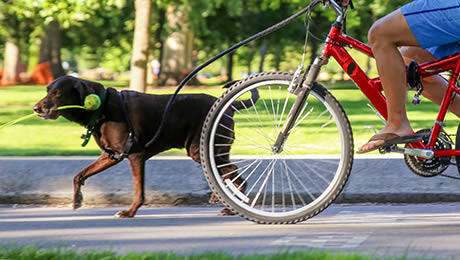 Senderismo con perros Senderismo con perros