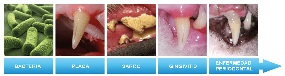 Fases infecciones Fases infecciones