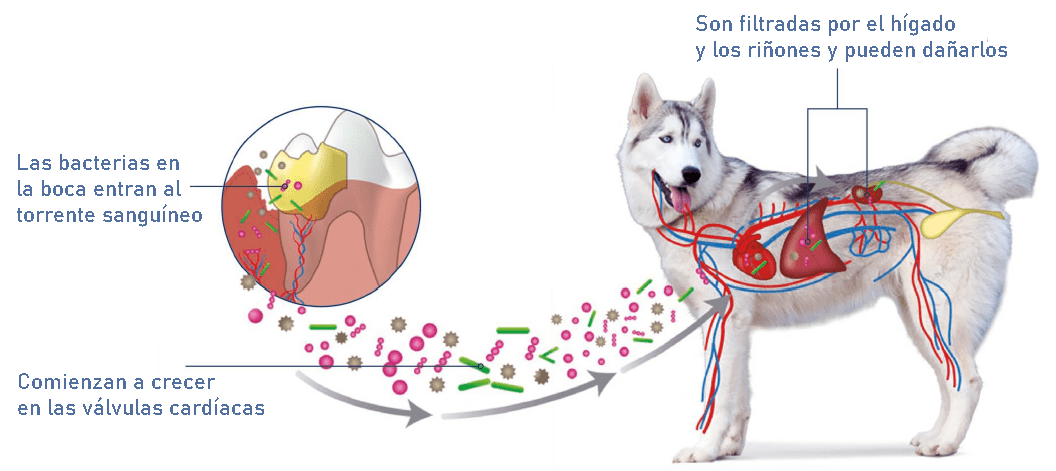 baños Turbulencia herramienta Interpretar el color de encías en perros | Purina®