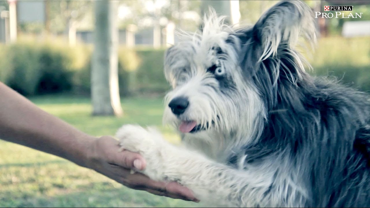 Consejos Purina PRO PLAN: Enseñar a tu perro a dar la PATA