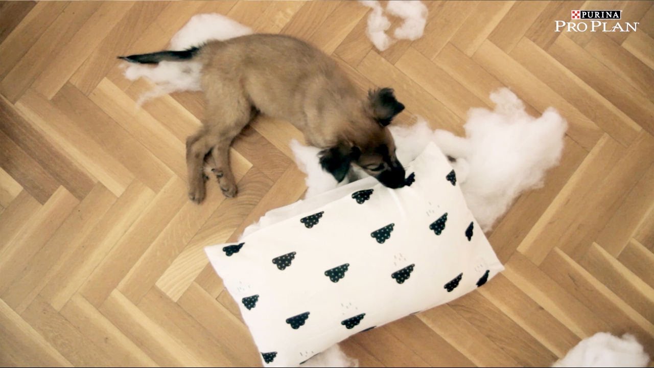 Consejos Purina PRO PLAN: Cómo enseñar a un perro a no morder