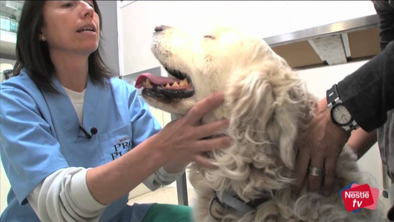 Cuidado del perro a partir de los 7 años - Mascotas Nestlé TV