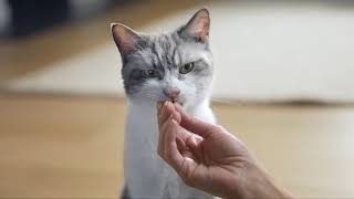 Snack Purina® DentaLife® para gatos