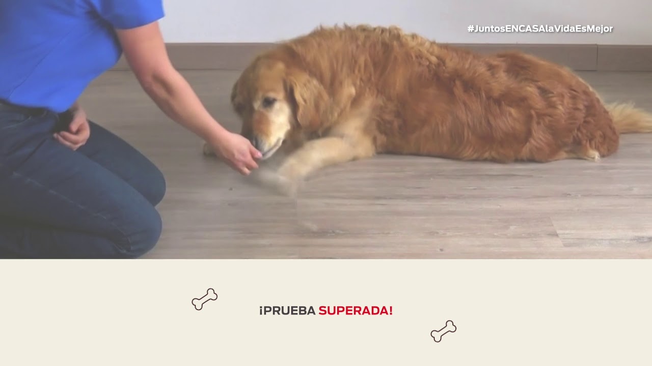 Cómo enseñar a tu perro a hacer la croqueta - Nestlé Purina