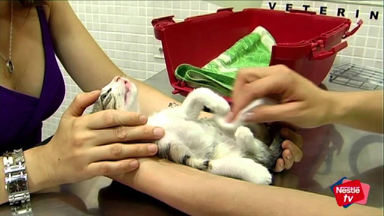 Cuidar a un gatito en sus primeras semanas - Mascotas Nestlé TV
