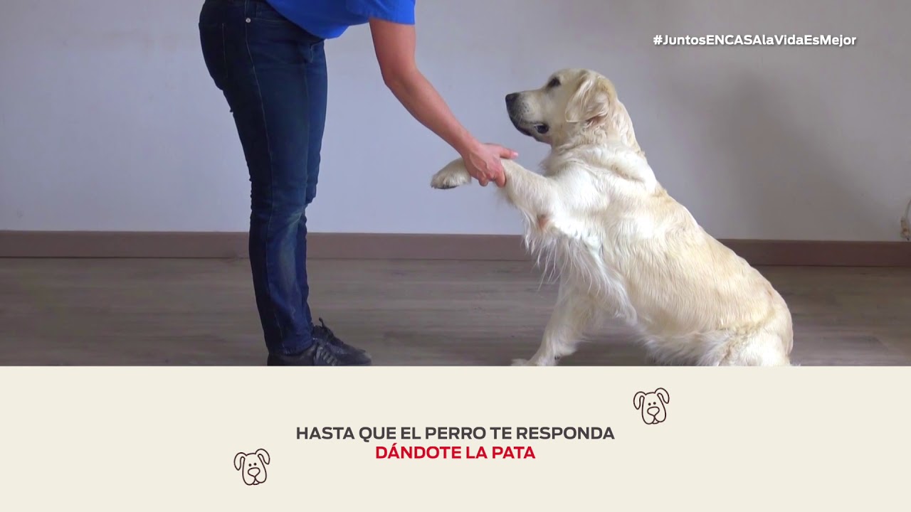 Cómo enseñar a tu perro a dar la pata - Nestlé Purina