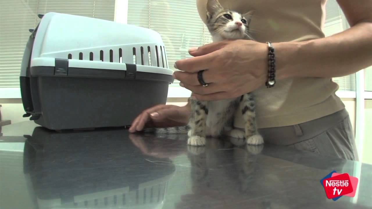 En qué consiste la esterilización de gatos - Mascotas Nestlé TV