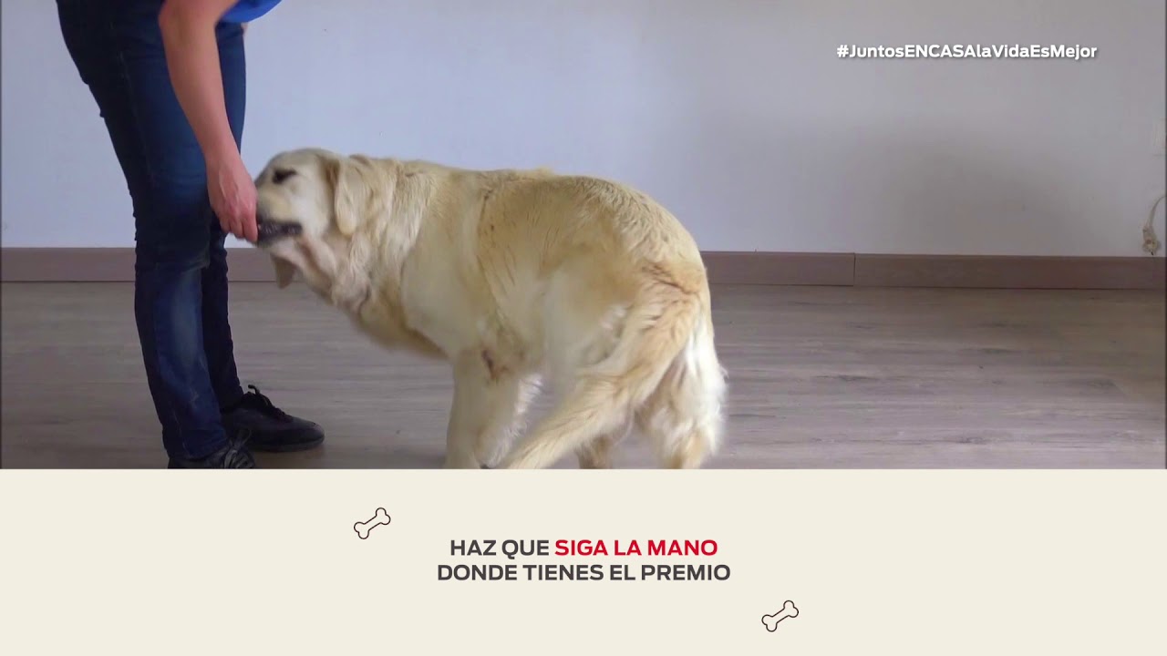 Cómo enseñar a tu perro a girar bailando twist - Nestlé Purina