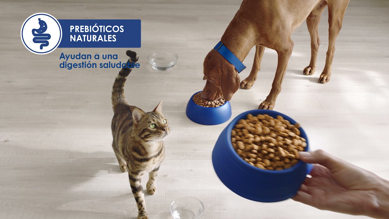 CHOW® ayuda a protegerles