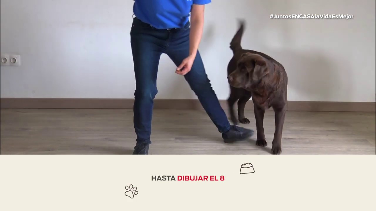 Cómo enseñar a tu perro a hacer el 8 pasando entre tus piernas - Nestlé Purina