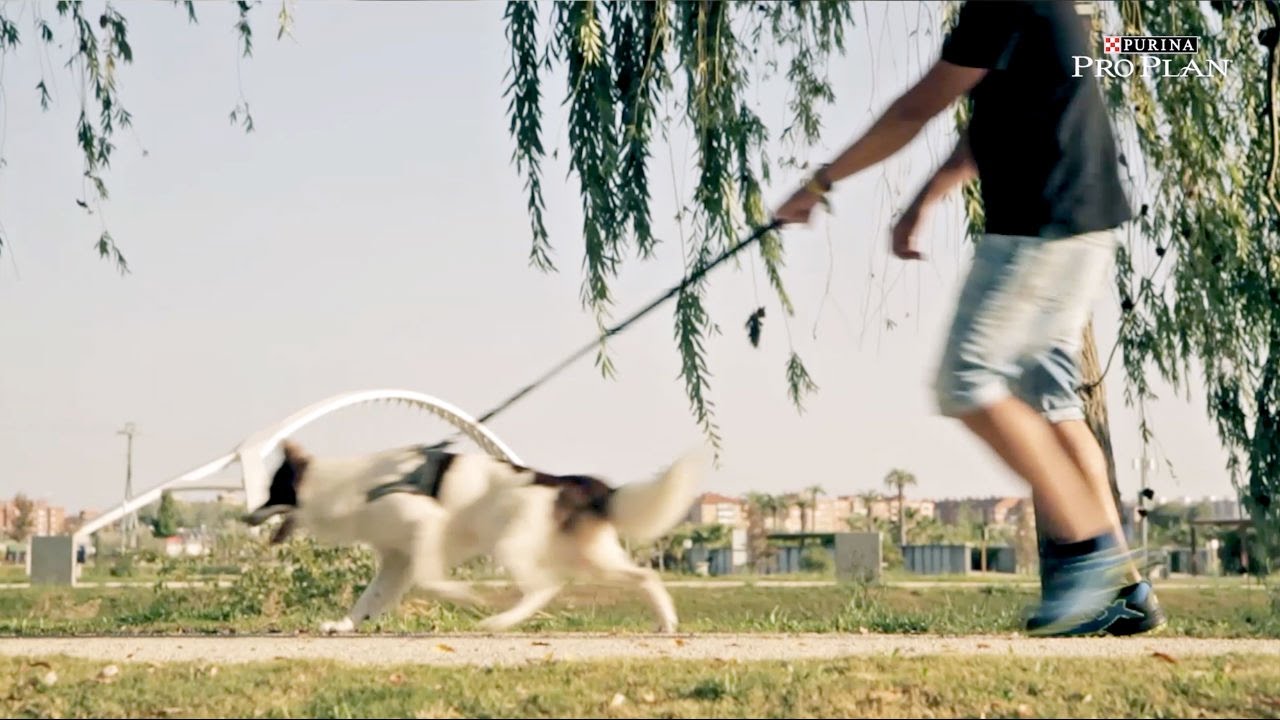 Consejos Purina PRO PLAN: Cómo pasear a tu perro