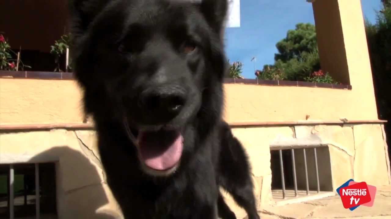 Prevención y tratamiento de la leishmaniosis en perros - Mascotas Nestlé TV