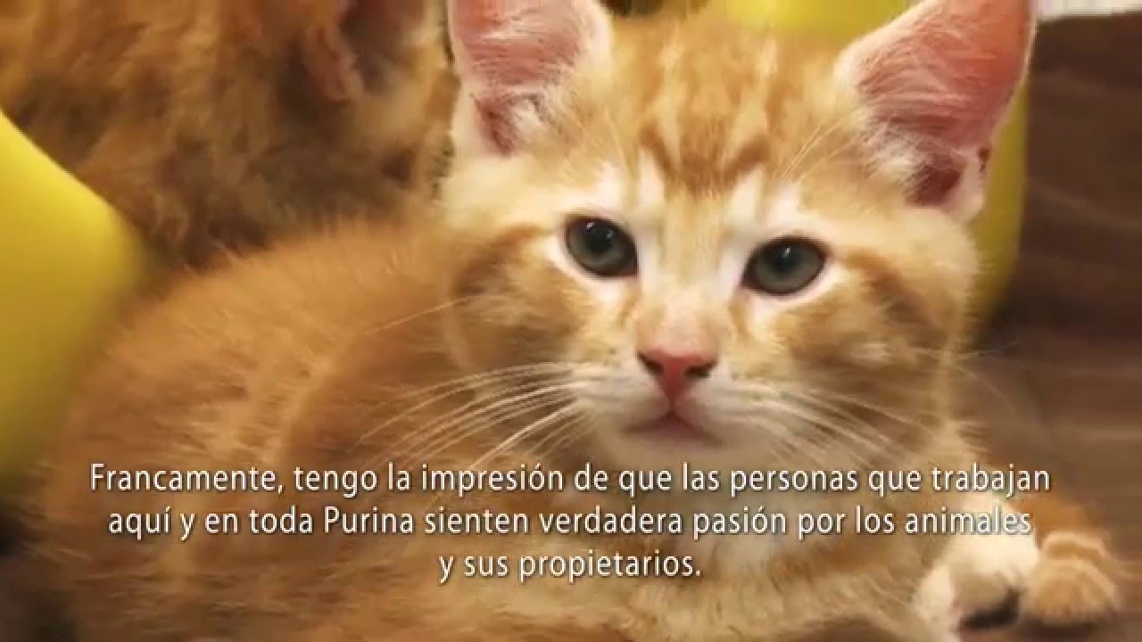 Innovación en nutrición para mascotas - PURINA®